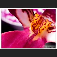 65_Orchidee_makro.jpg
