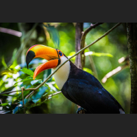 Toucan.jpg