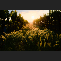 Vineyard.jpg